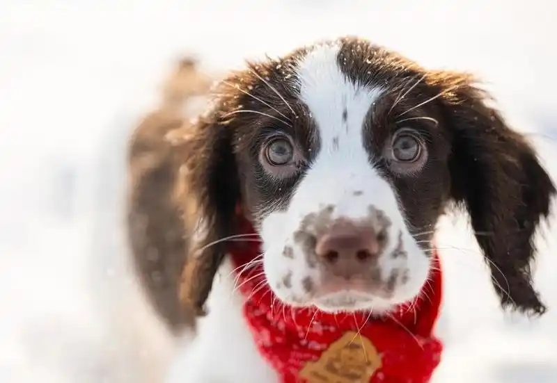 Spaniel puppy wearing a red scarf, the kind of product a creator can show in one short clip